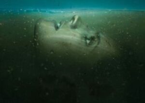 absentia rai 4