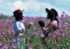 il-colore-viola-foto-di-concessione-warner